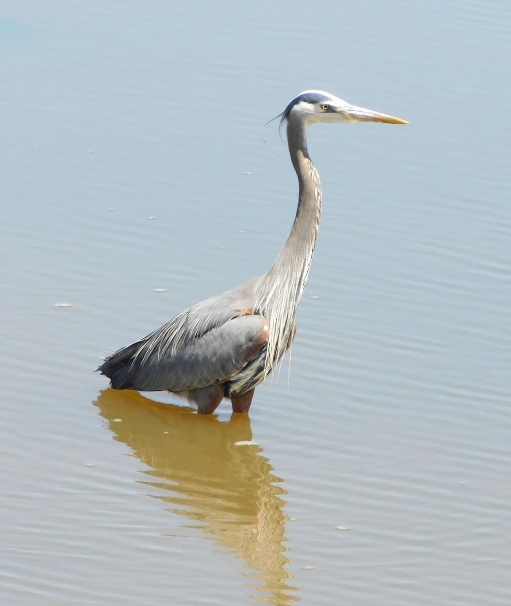 Great Blue Heron - ML620382514