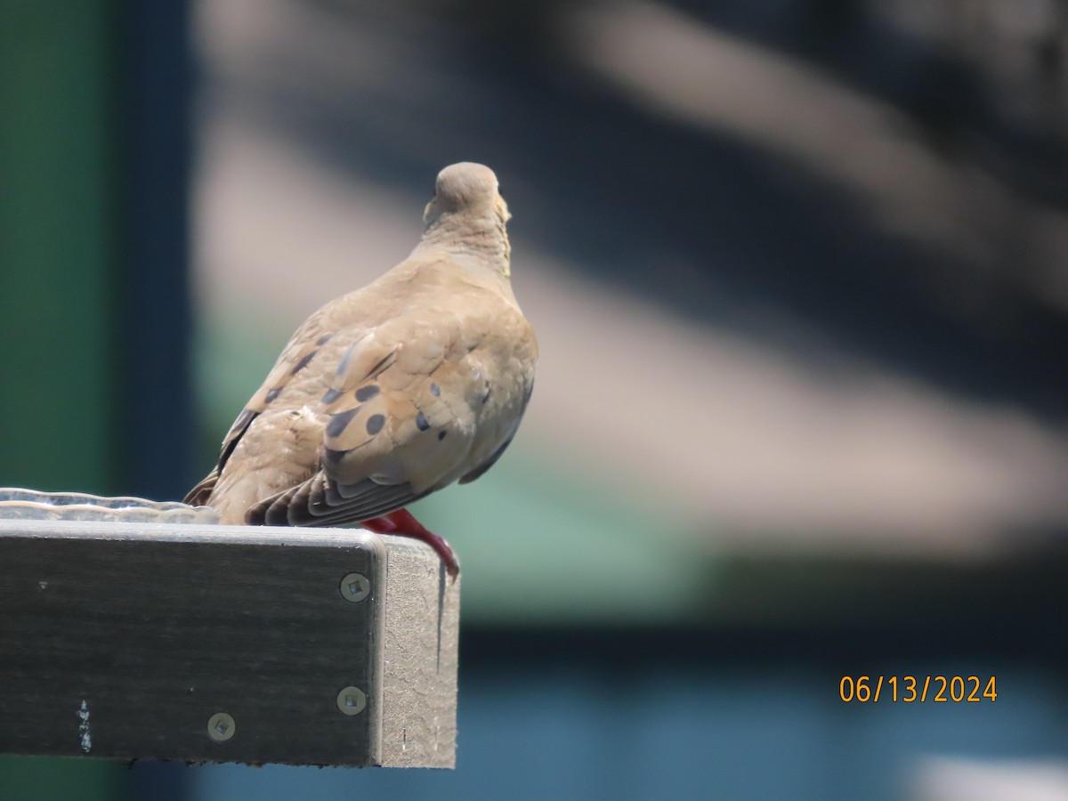 Mourning Dove - ML620382520