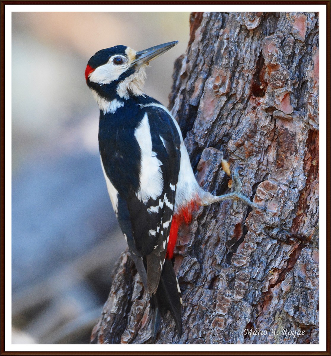 Great Spotted Woodpecker - ML620382528
