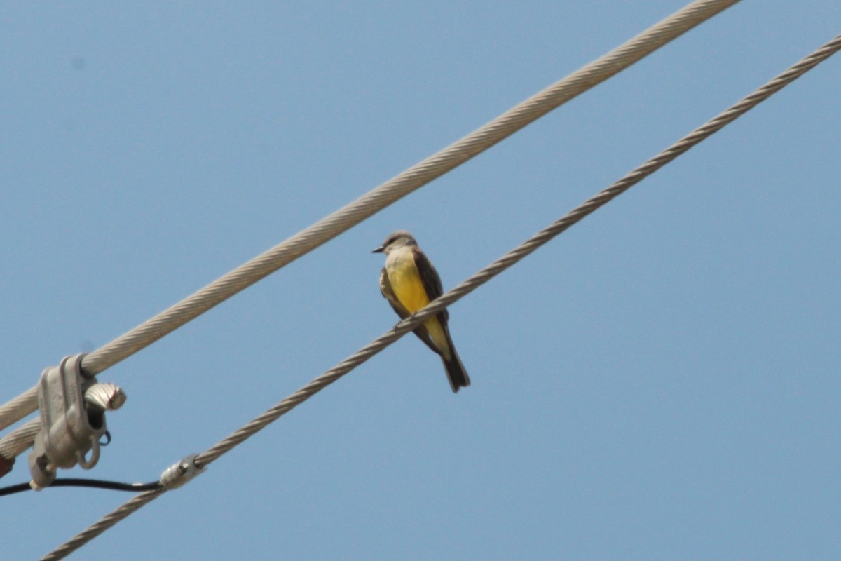 Western Kingbird - ML620382530