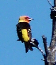 Western Tanager - ML620382532