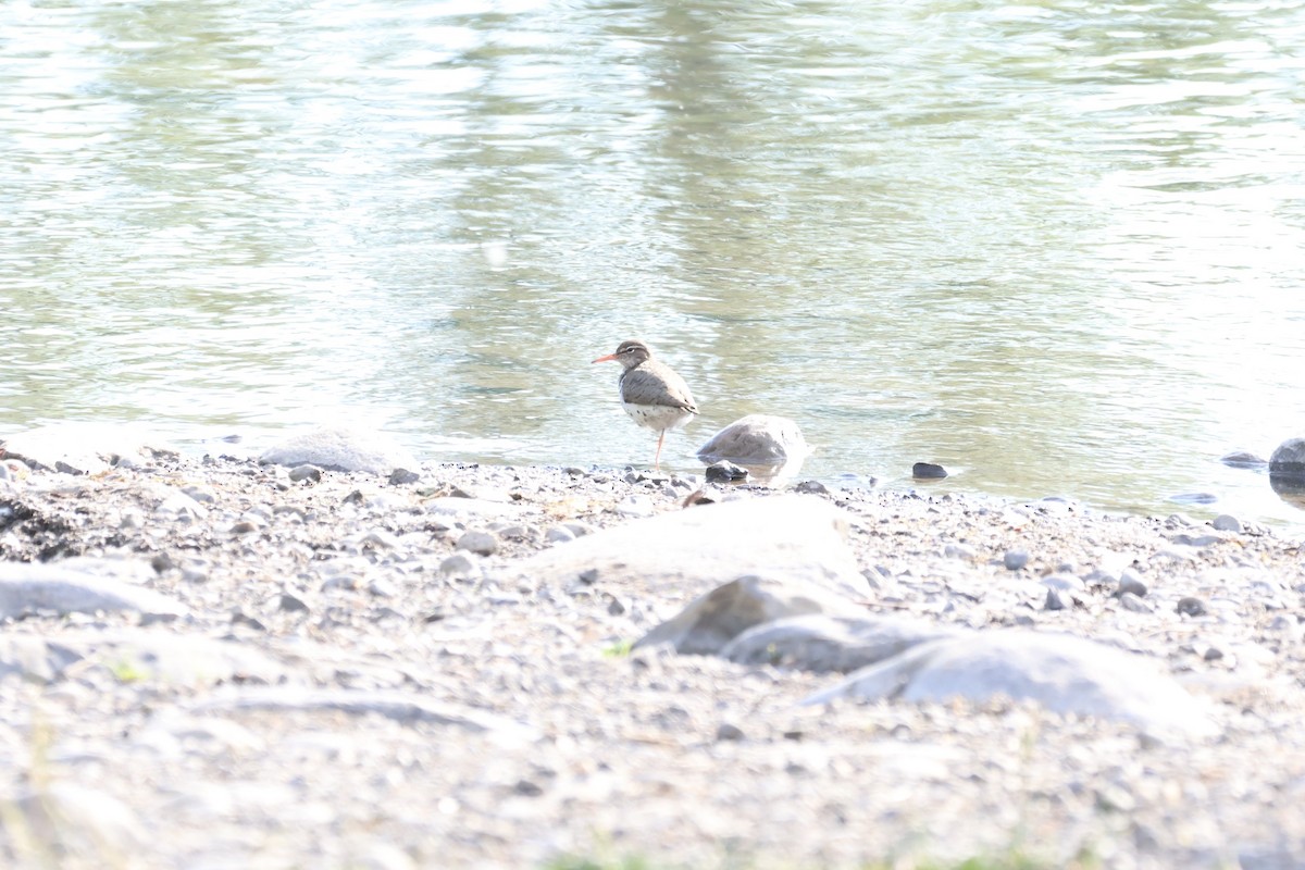 Spotted Sandpiper - ML620382544