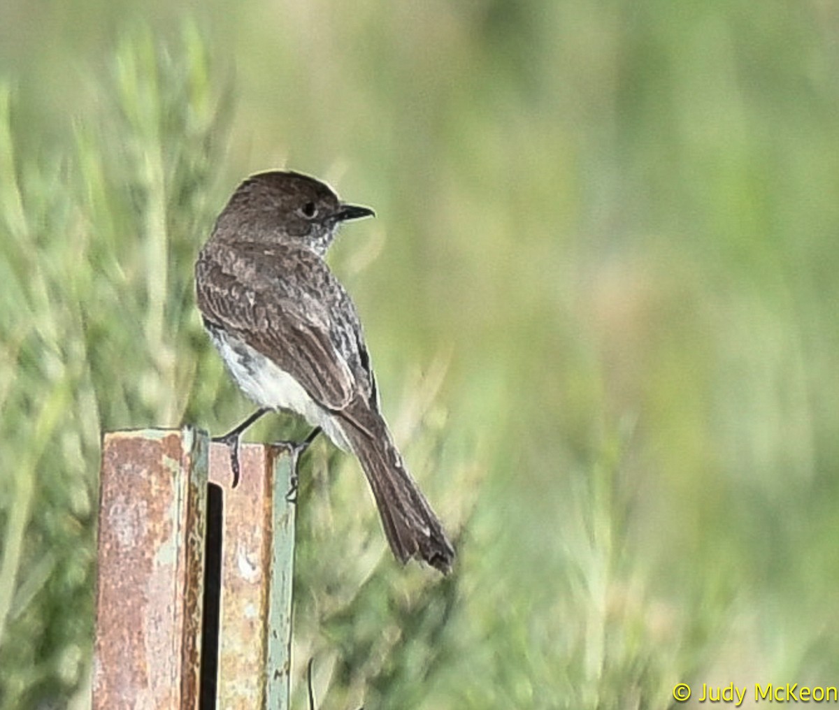 Western Wood-Pewee - ML620382547