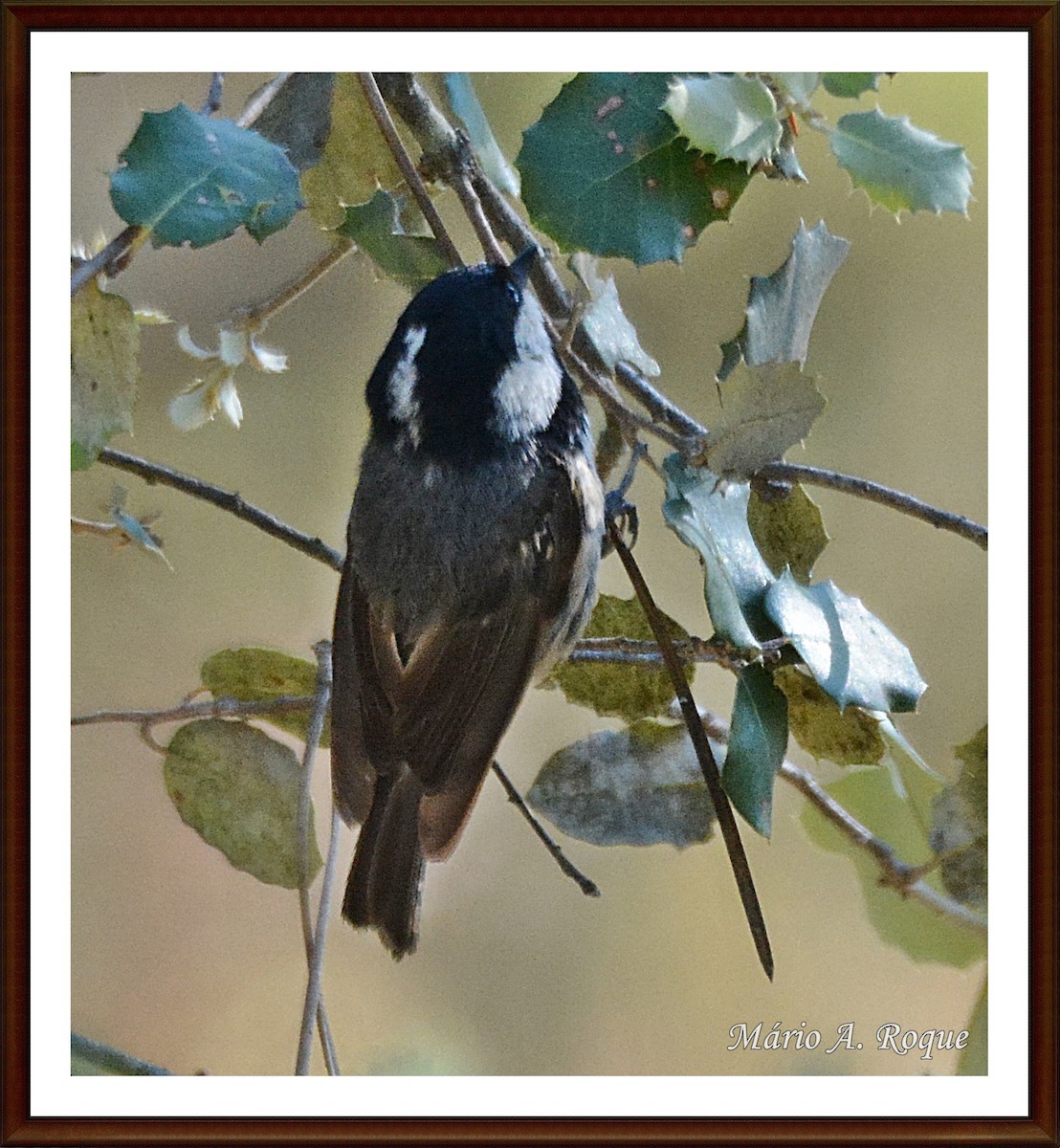 Coal Tit - ML620382554