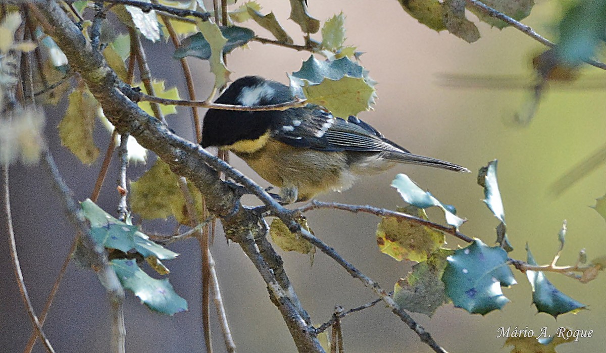 Coal Tit - ML620382555