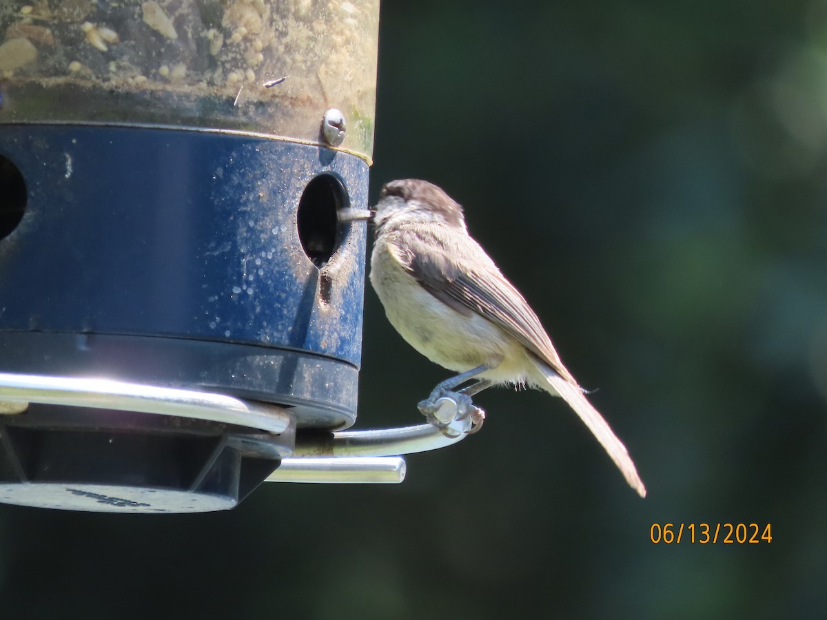 Carolina Chickadee - ML620382557