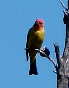 Western Tanager - ML620382558