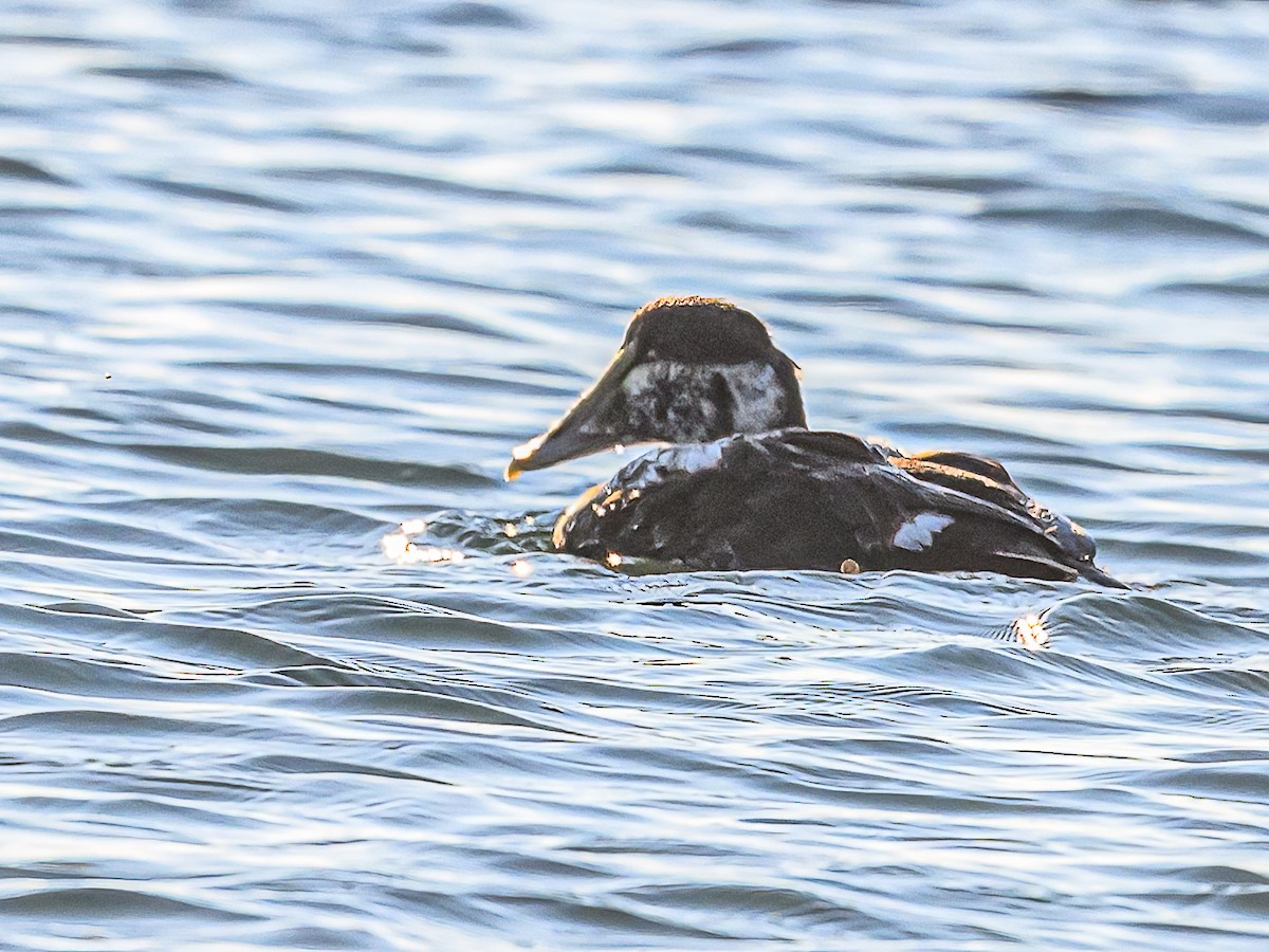 Common Eider - ML620382565