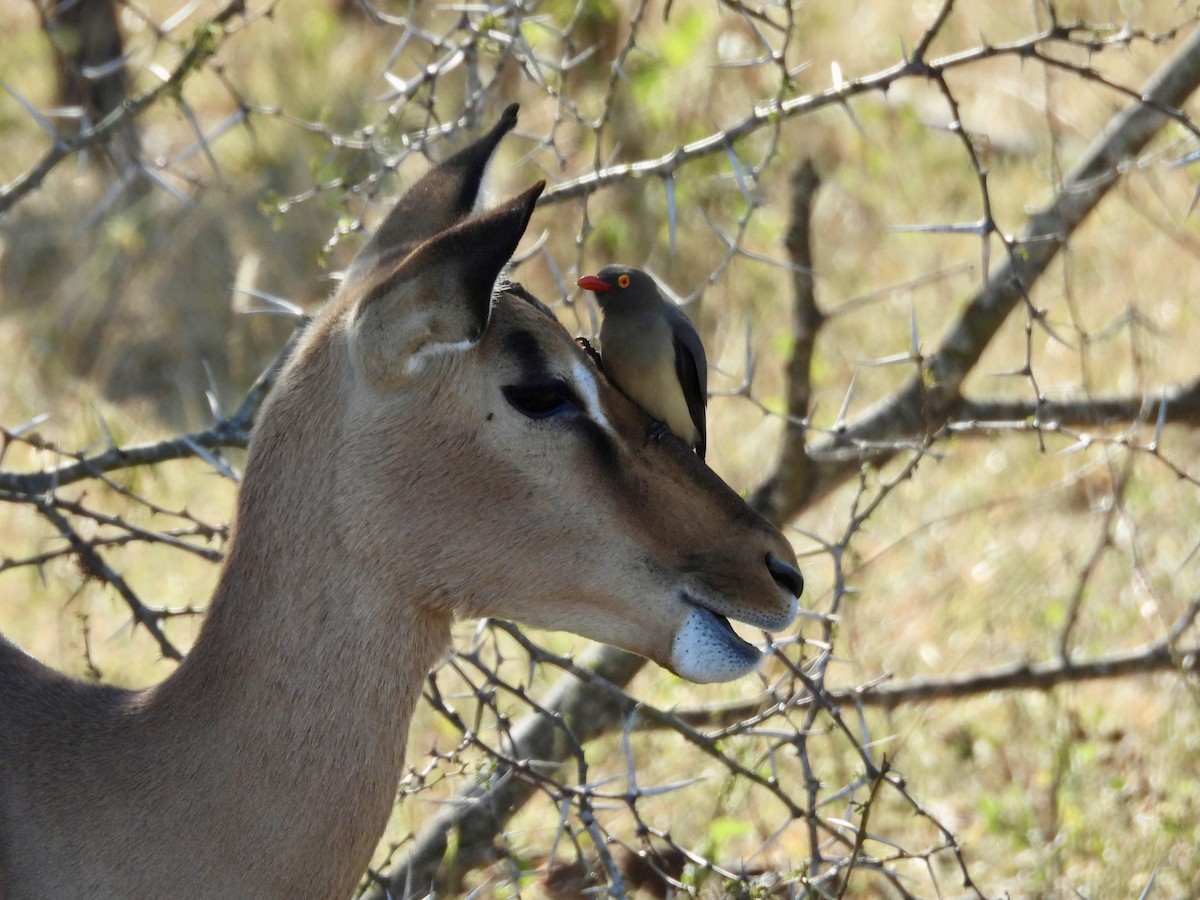 Red-billed Oxpecker - ML620382580