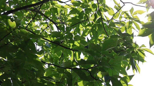 Cerulean Warbler - ML620382583