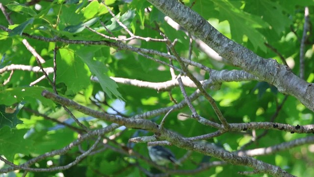 Cerulean Warbler - ML620382584