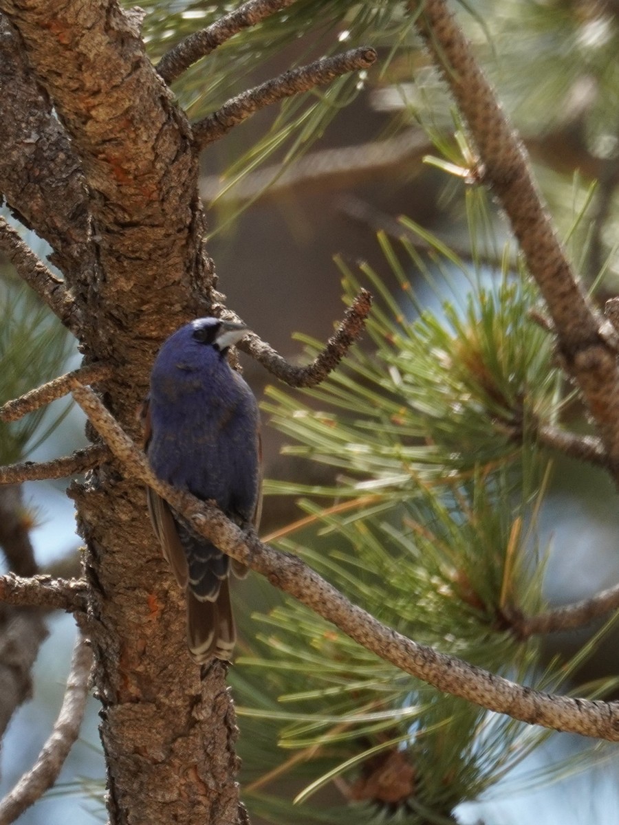 Blue Grosbeak - ML620382586