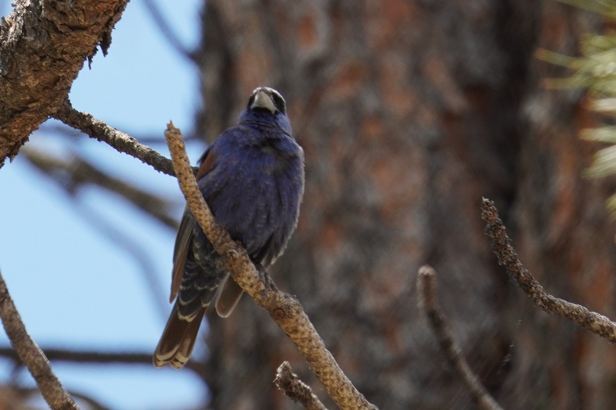 Blue Grosbeak - ML620382587