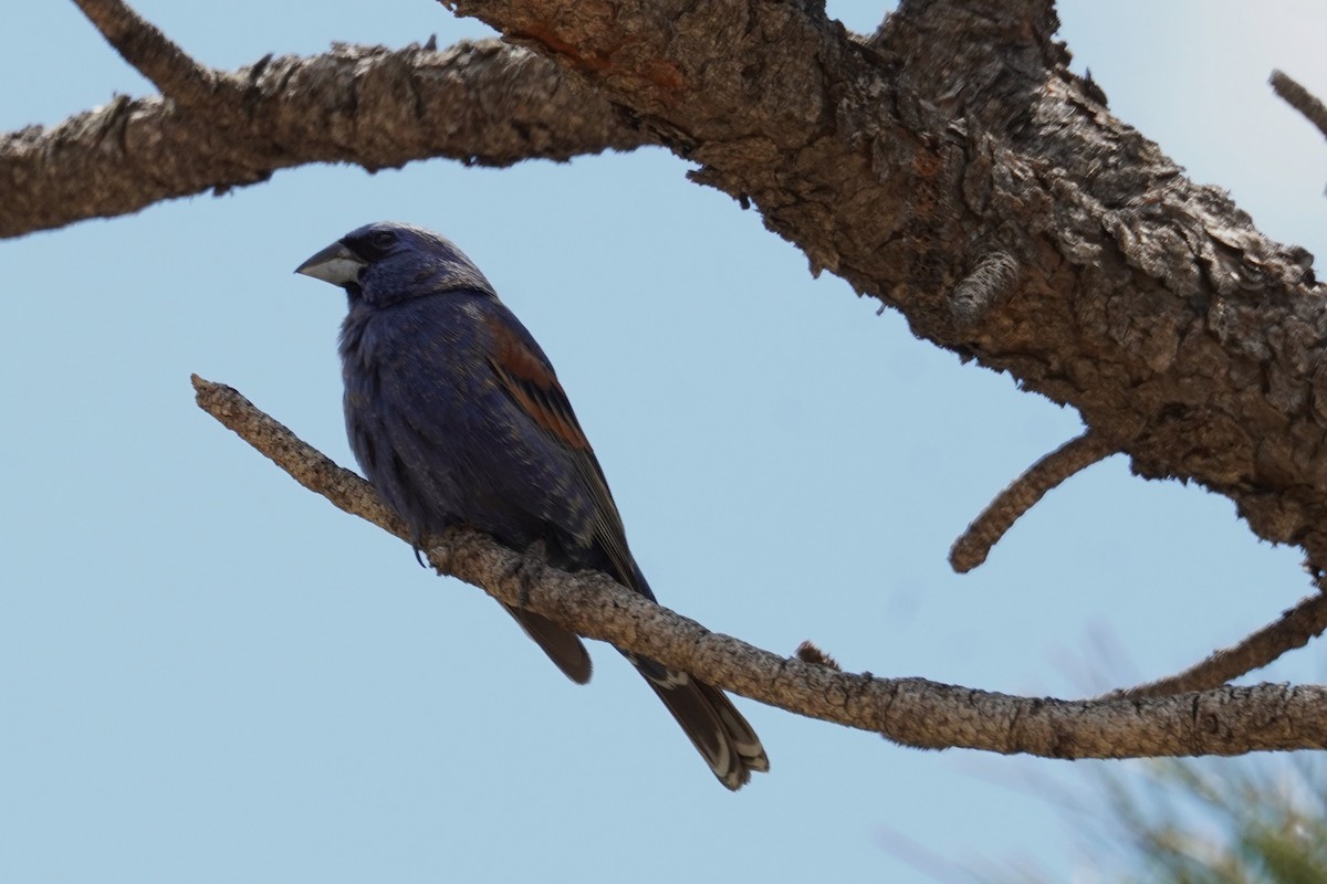 Blue Grosbeak - ML620382588