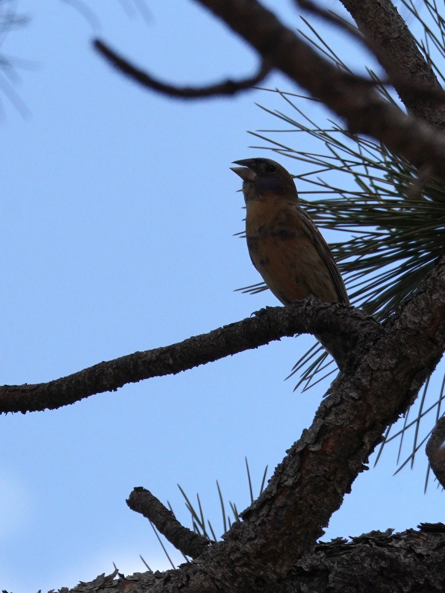 Blue Grosbeak - ML620382589