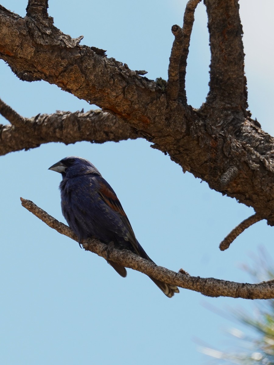 Guiraca bleu - ML620382590