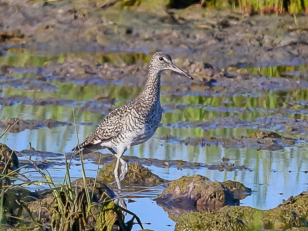 Chevalier semipalmé - ML620382592