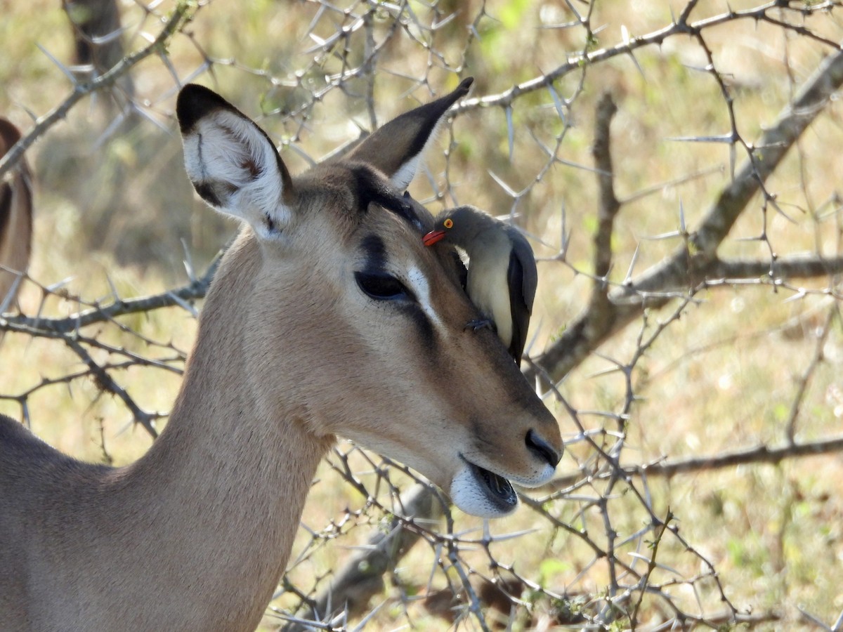 Red-billed Oxpecker - ML620382593