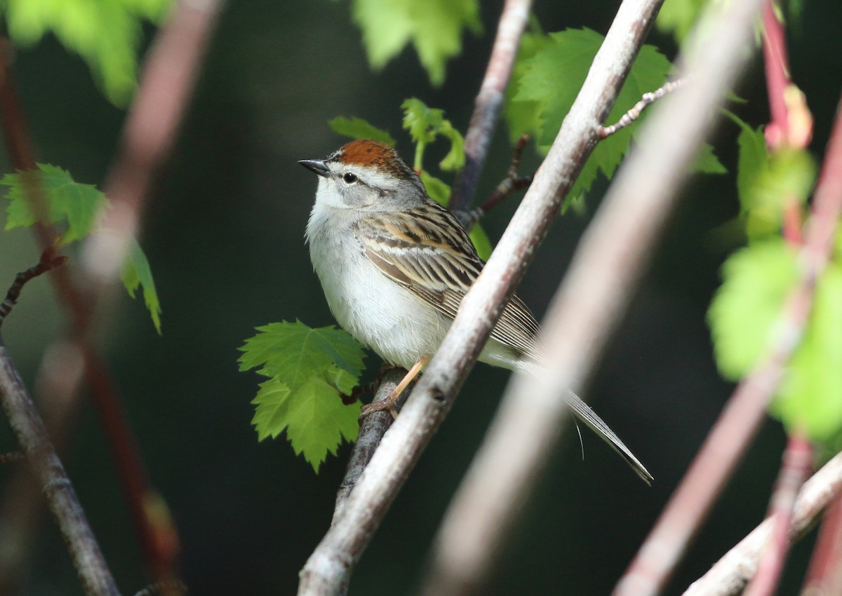 Chipping Sparrow - ML620382594