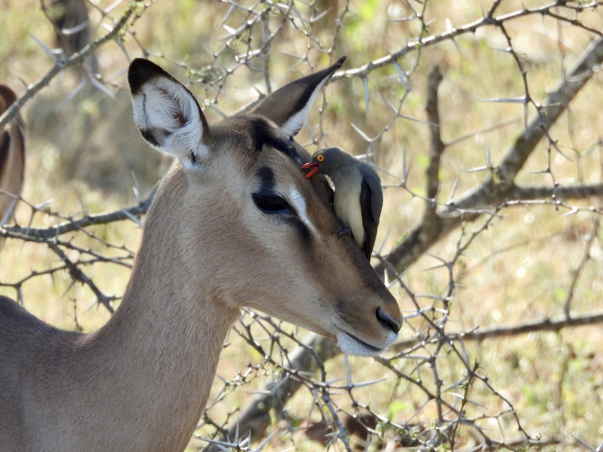 Red-billed Oxpecker - ML620382601