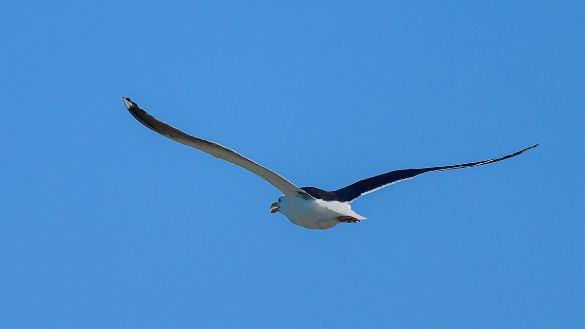 Great Black-backed Gull - ML620382603