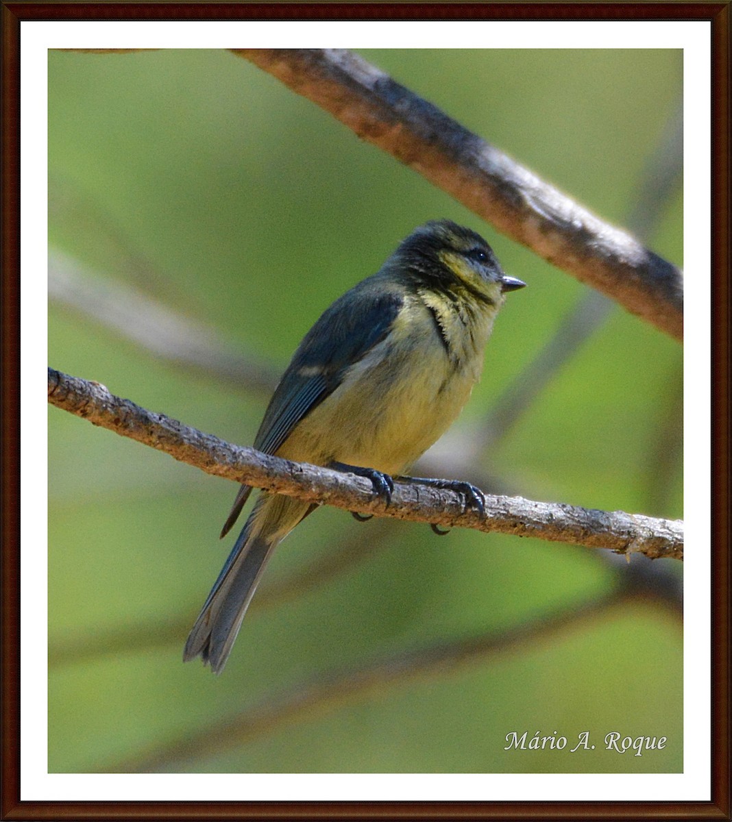 Eurasian Blue Tit - ML620382605