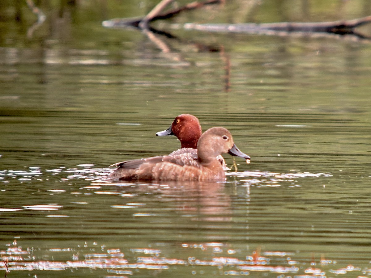 Redhead - ML620382621