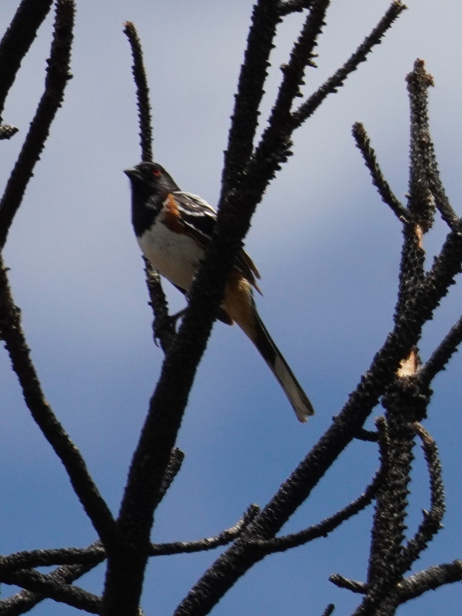 Spotted Towhee - ML620382635