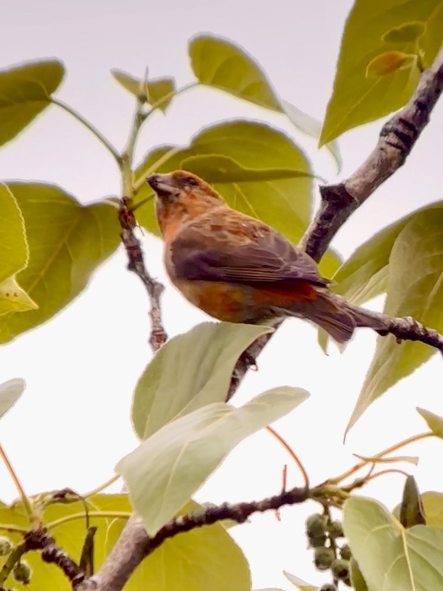 Red Crossbill - ML620382638