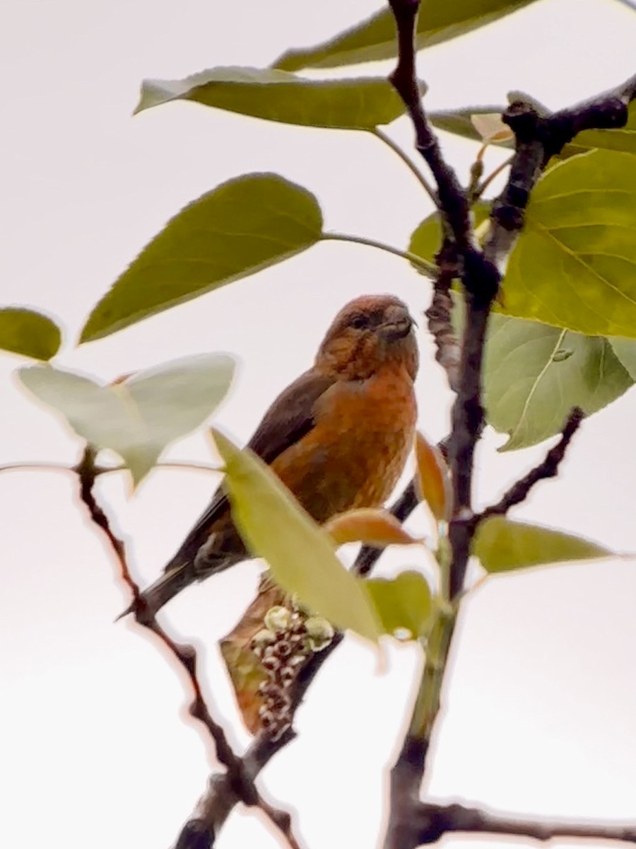 Red Crossbill - ML620382639