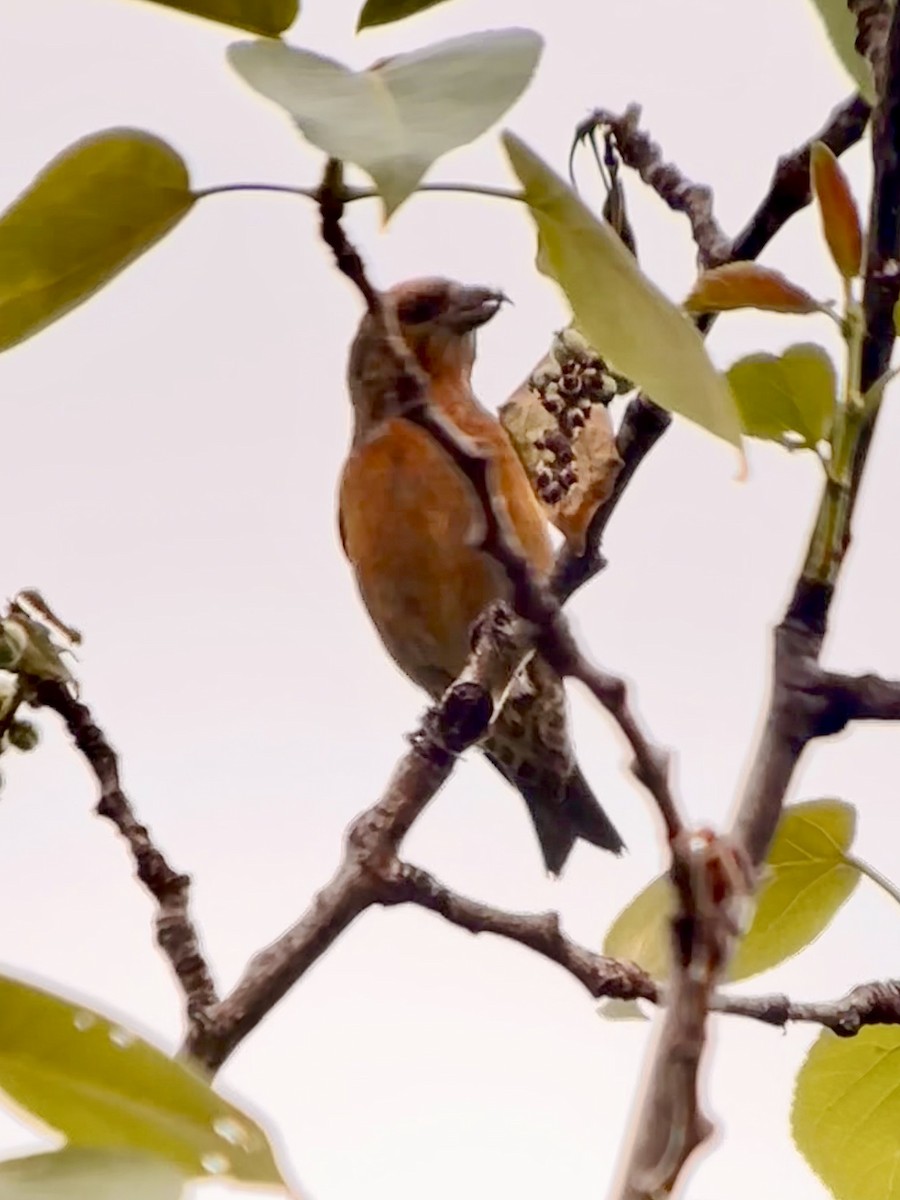 Red Crossbill - ML620382640