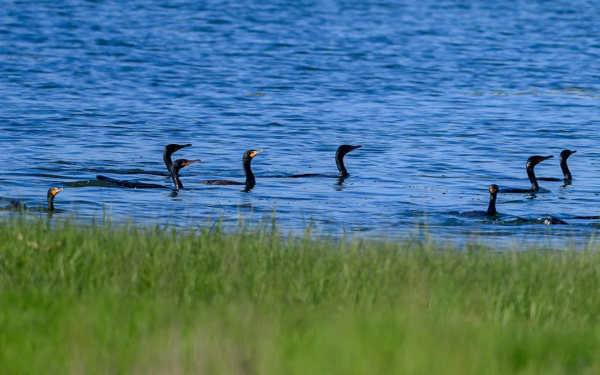 Cormoran à aigrettes - ML620382642