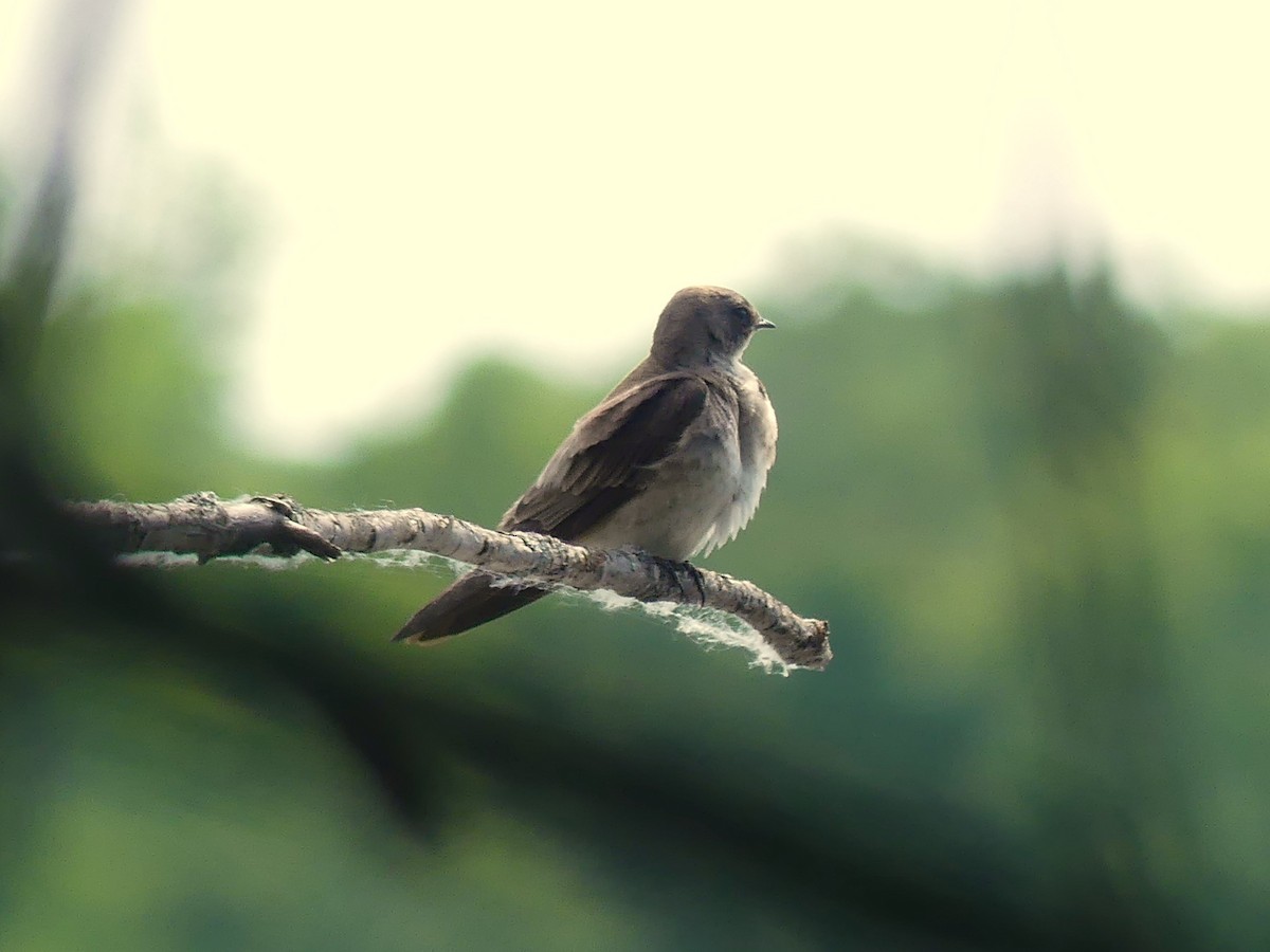 Northern Rough-winged Swallow - ML620382644