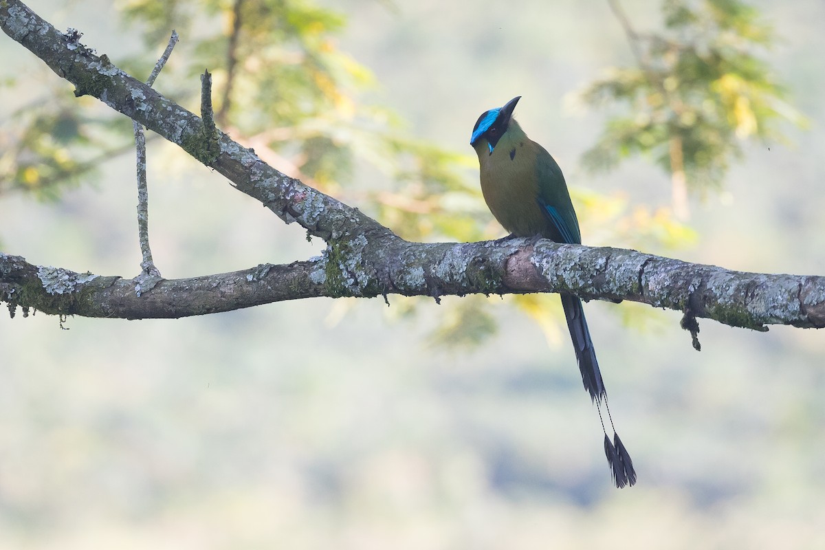 Andean Motmot - ML620382646