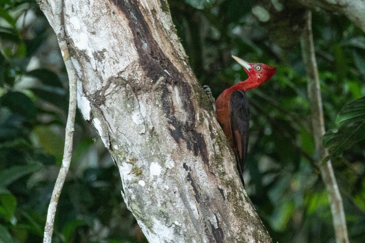 Red-necked Woodpecker - ML620382648