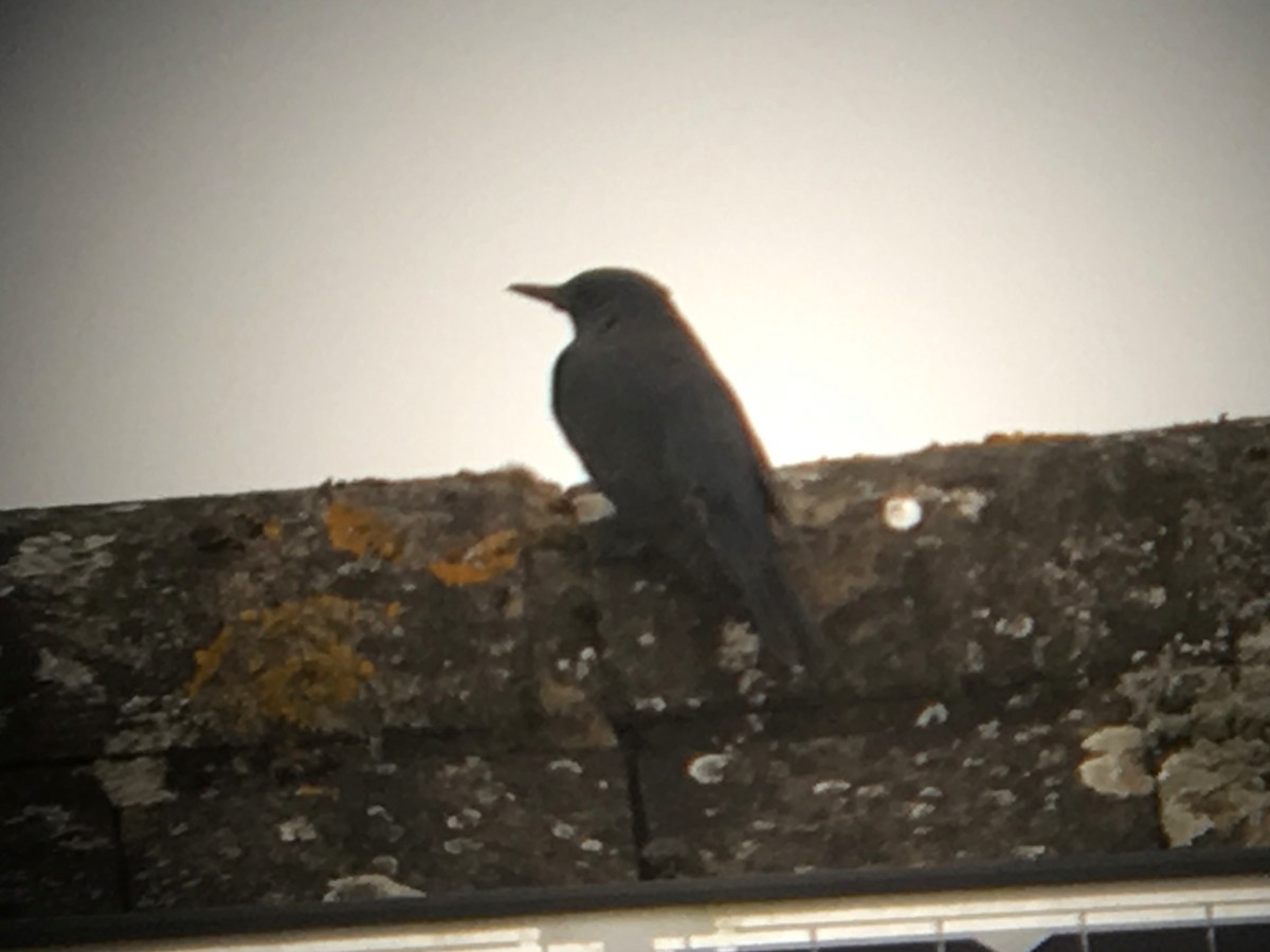 Blue Rock-Thrush - ML620382650