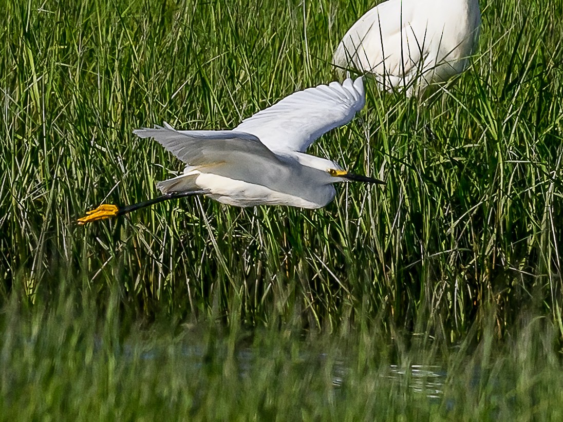 Snowy Egret - ML620382656