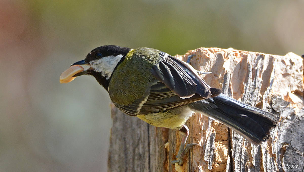 Great Tit - ML620382660