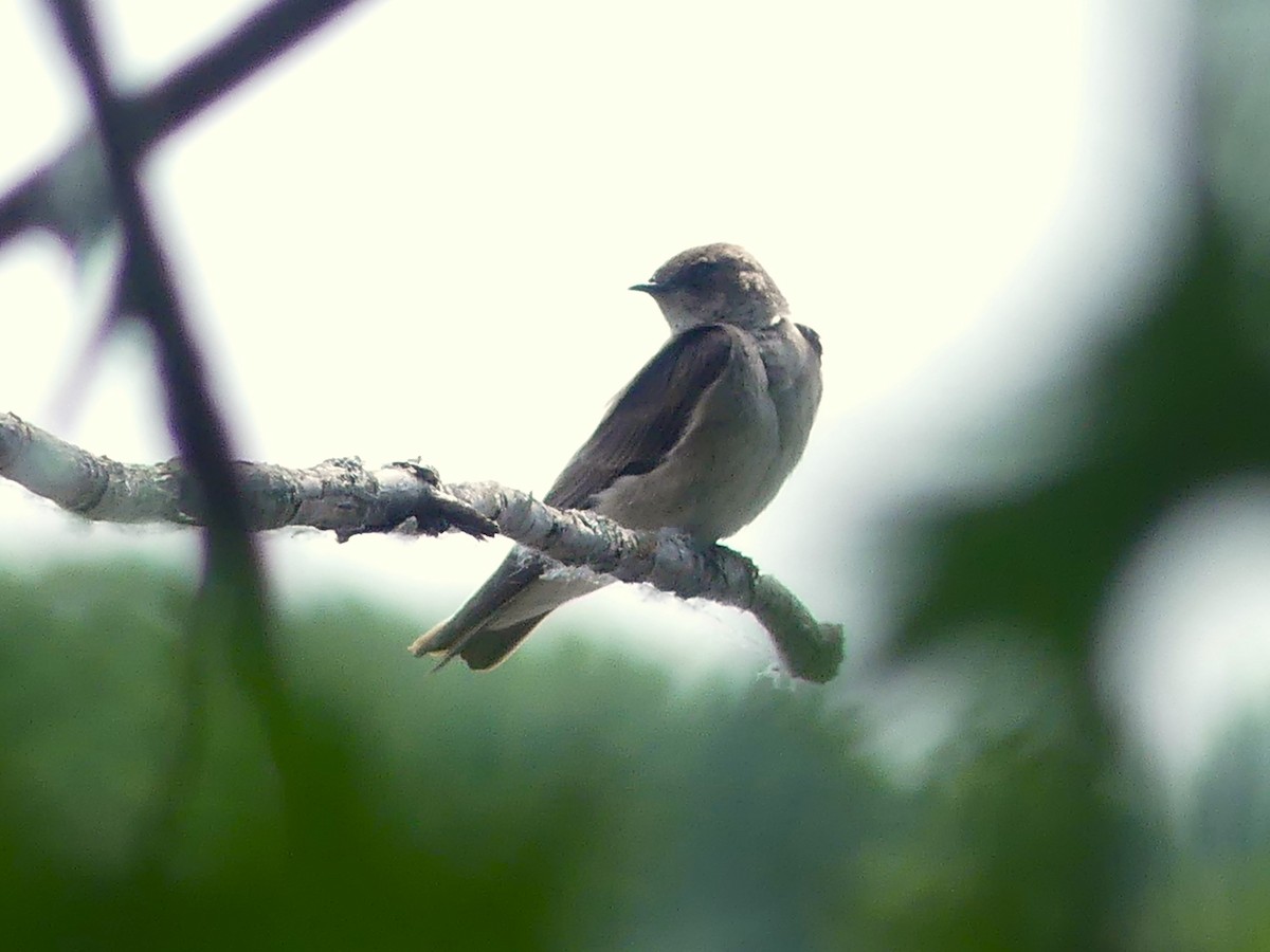 Northern Rough-winged Swallow - ML620382664