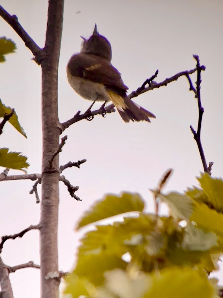 American Redstart - ML620382675