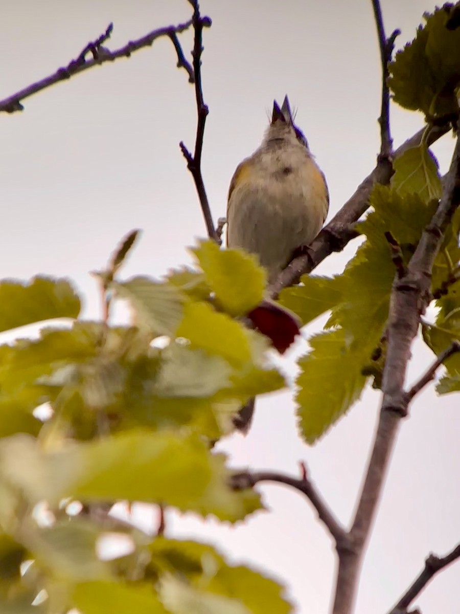 Rotschwanz-Waldsänger - ML620382676