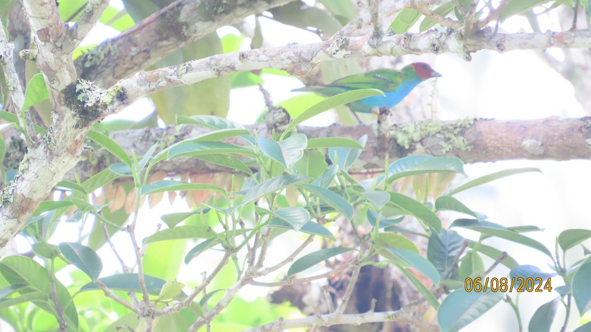 Bay-headed Tanager - ML620382679