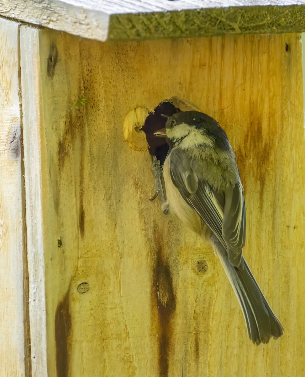 Black-capped Chickadee - ML620382681