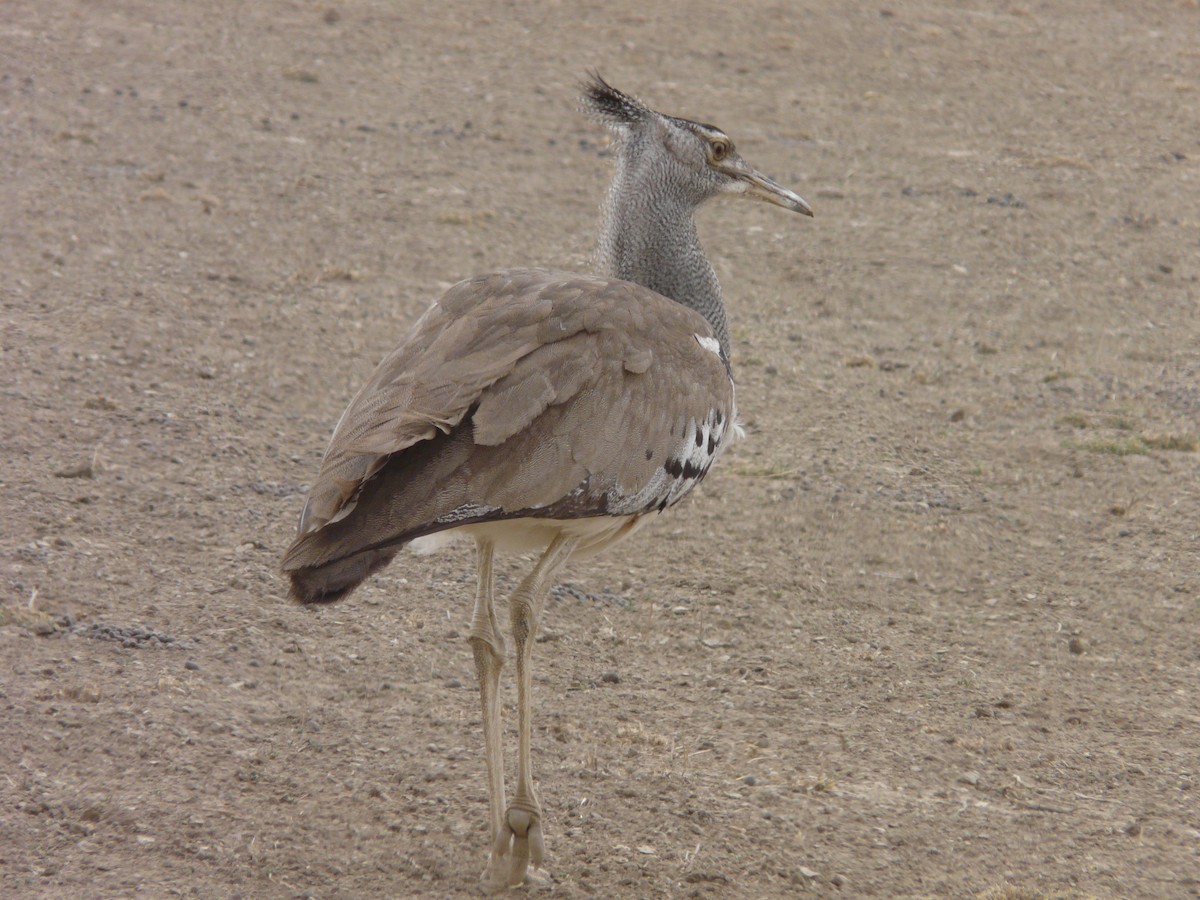 Kori Bustard - ML620382686