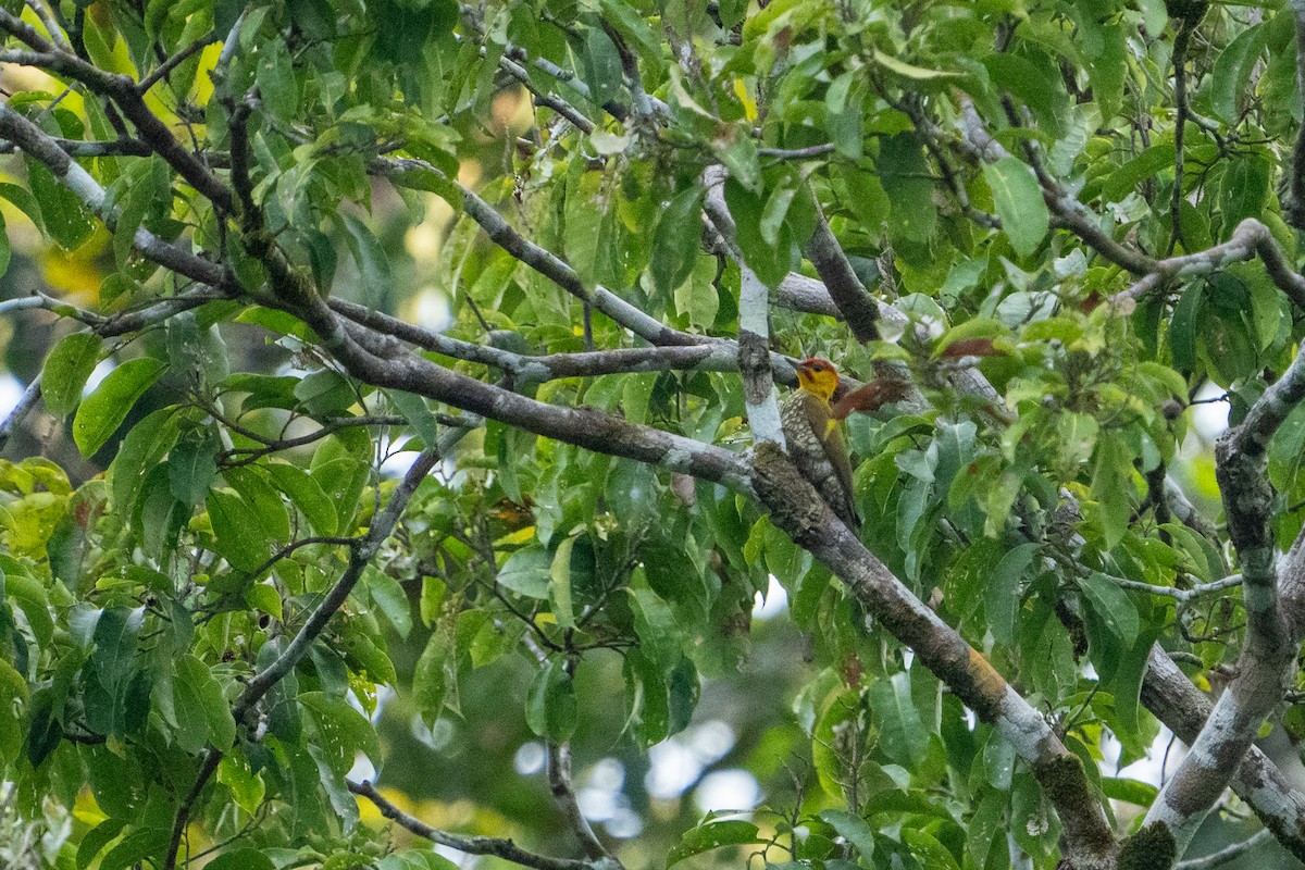 Yellow-throated Woodpecker - ML620382696