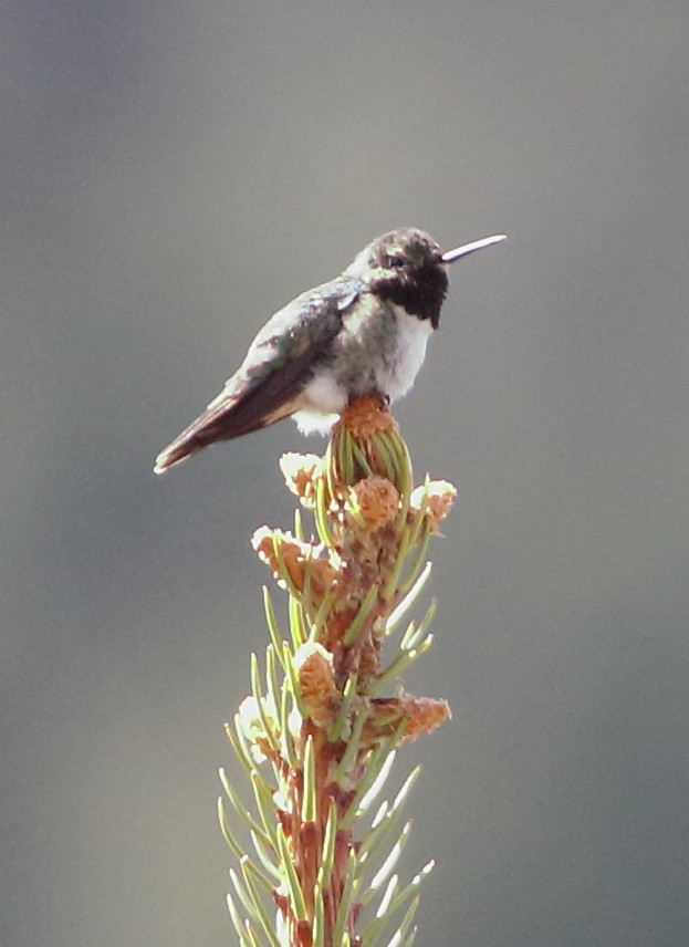 Broad-tailed Hummingbird - ML620382697