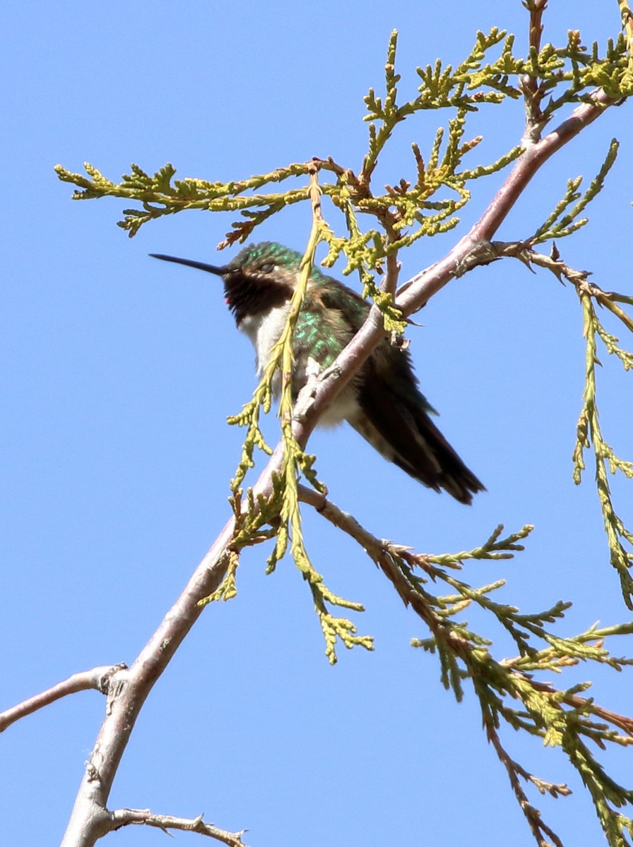 Broad-tailed Hummingbird - ML620382698