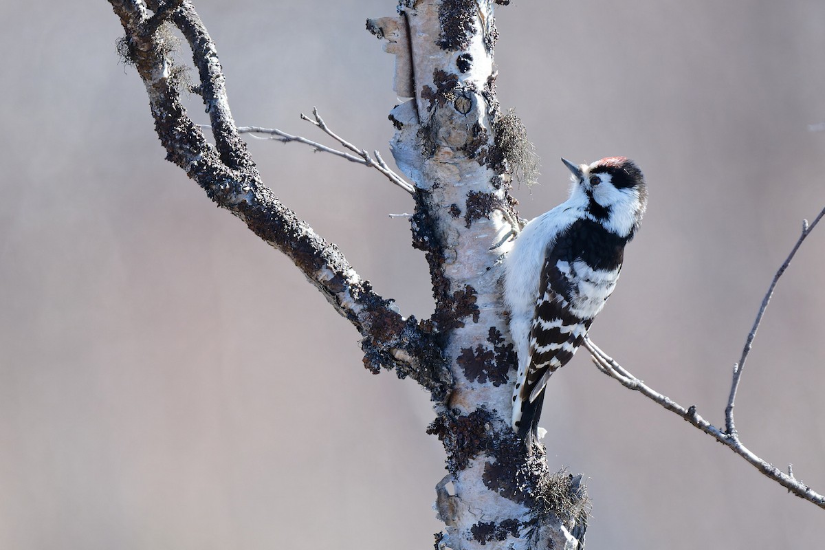 Lesser Spotted Woodpecker - ML620382703