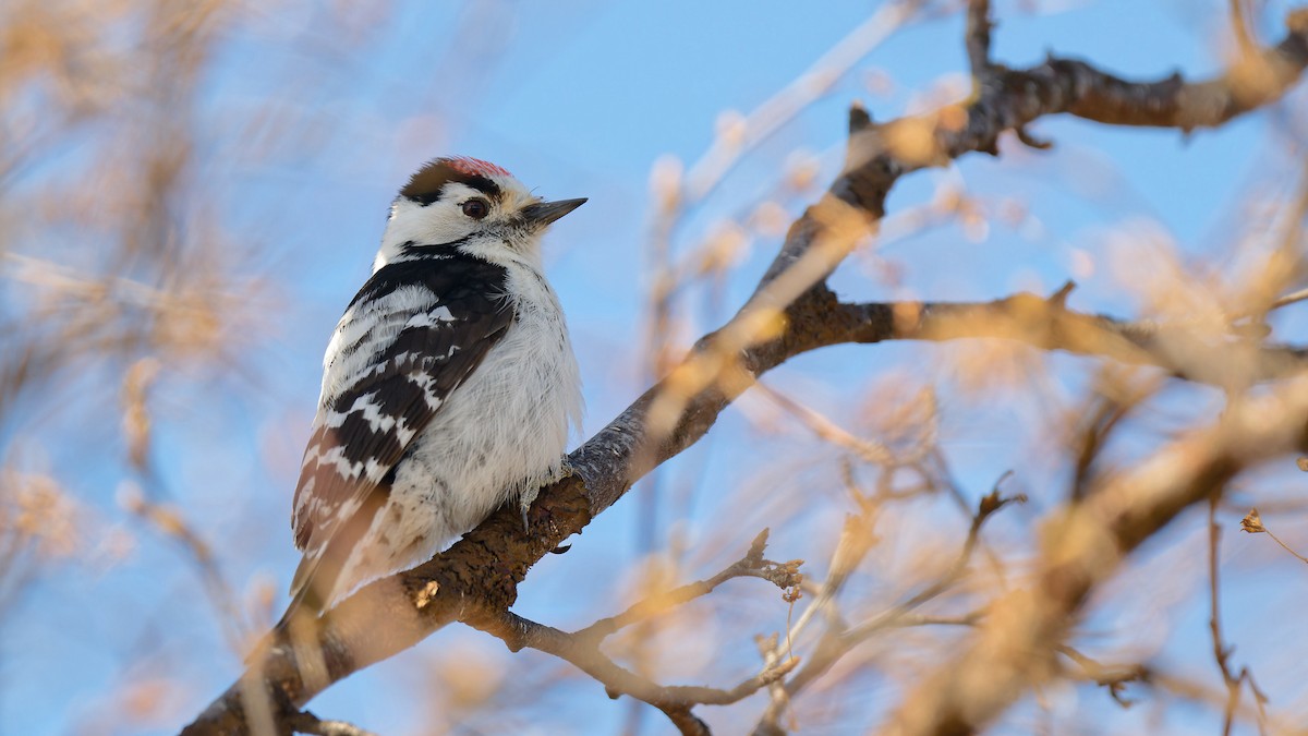 Lesser Spotted Woodpecker - Zbigniew Wnuk
