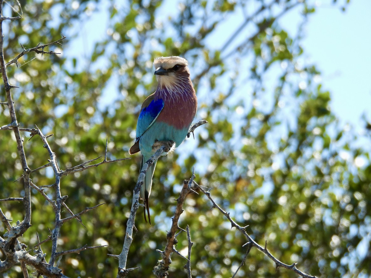 Lilac-breasted Roller (Lilac-breasted) - ML620382711